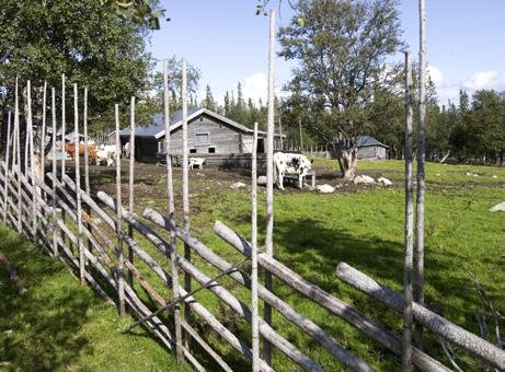 VAD FINNS ATT SE PÅ SONFJÄLLET? FÖRESKRIFTER Som besökare i nationalparken får du gärna: NYVALLEN Sommartid kan du lätt ta dig in i parken med bil från Hedeviken.