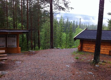 annat sätt störa djurlivet Att få syn på en björn är inte så lätt, men spår efter björnarna finns överallt.