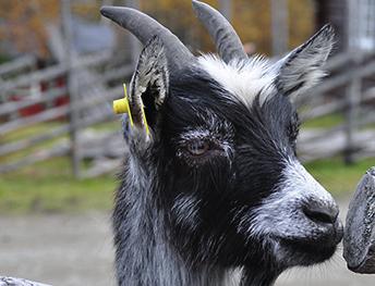 landa med luftfarkost eller flyga närmare marken än 300 meter medföra okopplad hund DALSVALLEN Söder om Sonfjället ligger Dals vallen. Bilvägen mellan Linsell och Råndalen leder dig hit.