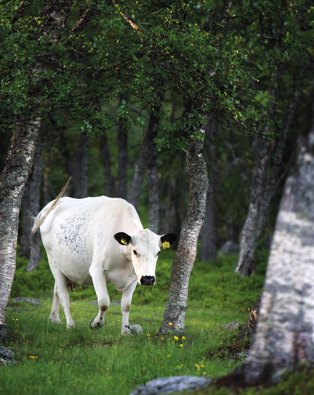 com Naturreservaten Brovallvålen, Storåsen och Lövåsen-Fillingsåsen ligger strax väster om nationalparken. Här sträcker stora skogar ut sig nära fjäll och myr.