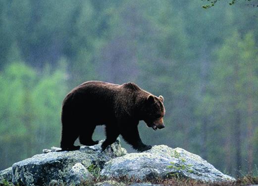 0 2 7 8 Nysätern Hovden Sododalen Medstöten Korpflyet Högfjället 1278 Nyvallens naturreservat He dev ike n Hästtjärn Valmfjället I den gamla skogen får träden leva och dö i sin egen takt.