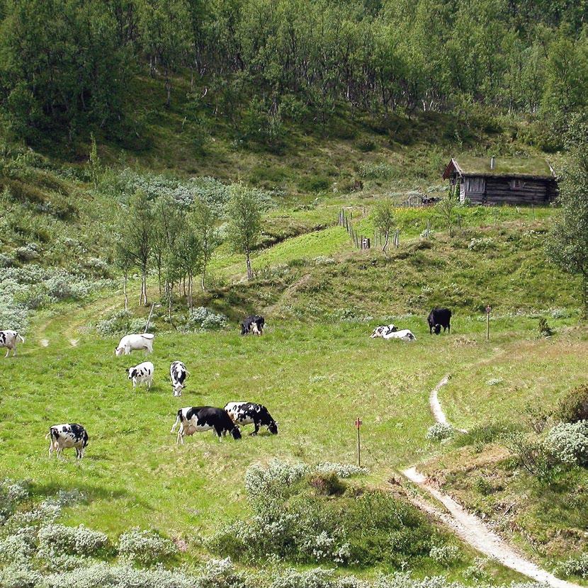 2 Innehåll Vad är biologiskt kulturarv?