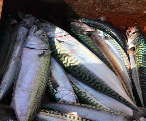 GÖTEBORG Eriksberg, Nordstan, Rosenlund, badstränder, skärgården m fl 13 VÄSTERHAVSVECKAN VID ROSENLUND Prova på att fiska med Sportfiskarna Testa olika typ av mete och spinnfiske.