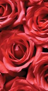 BLOMMOR Orolig Ängslig Bekymrad Sårad MINT Osäker Sörjande TRÄD Ledsen Apatisk