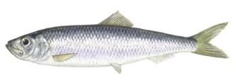 förordning (EG) 2046/96): Nordsjön: 20 cm; Skagerrak: 18 cm. Längden på de flesta vuxna fiskar i Nordsjön varierar mellan 20 och 30 cm (max. 40 cm).
