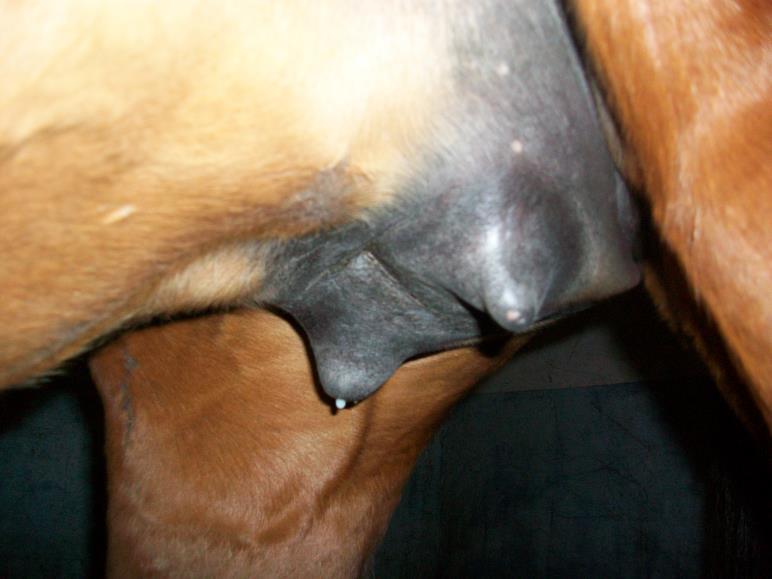 4. Behandling vid låg antikroppstiter - Hyperimmuniserad plasma. Kommersiell från hästar som vaccineras varje månad extremt bra plasma. Lätt att använda, men dyrt.