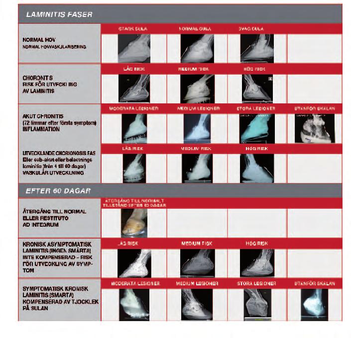 En specifik biomekanisk lösning kan användas som en del av behandlingen mot akut laminitis för att ge hästen lindring via omfördelning av kontakten mellan hoven vägg, sula samt stråle och därvid