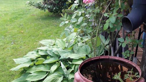 Rätt hantering av dag- och dräneringsvatten Ordlista Dag- och dräneringsvatten från fastigheten får inte kopplas till spillvattenledningen.
