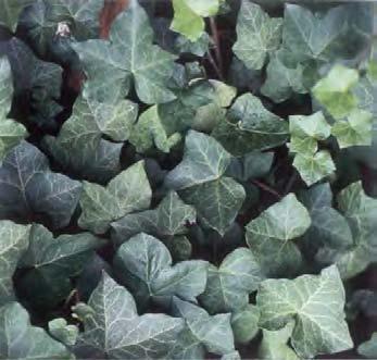 GRÖNA FAKTA 2/2002 Flockblommiga växter, fam. Apiaceae, har många giftiga och hudirriterande medlemmar till exempel hundkäx, odört, och vildpersilja.