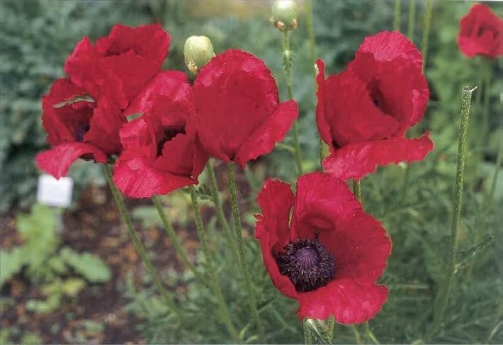 b NUNA 1-HK, I H ZMUUZ Den i Sverige vildväxande vallmon innehåller inte opium. För opium odlas Papaver somnicerum, som,..,.,,, ön till bröd.