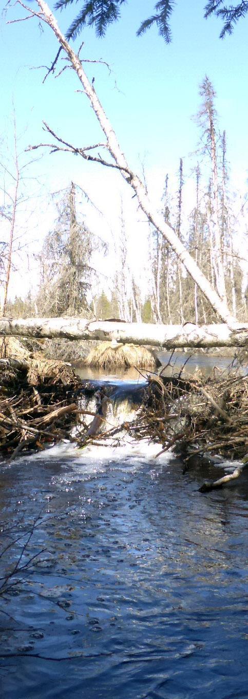 Interaktioner - Bäver och skogsdiken - Bävern bygger gärna dammar i