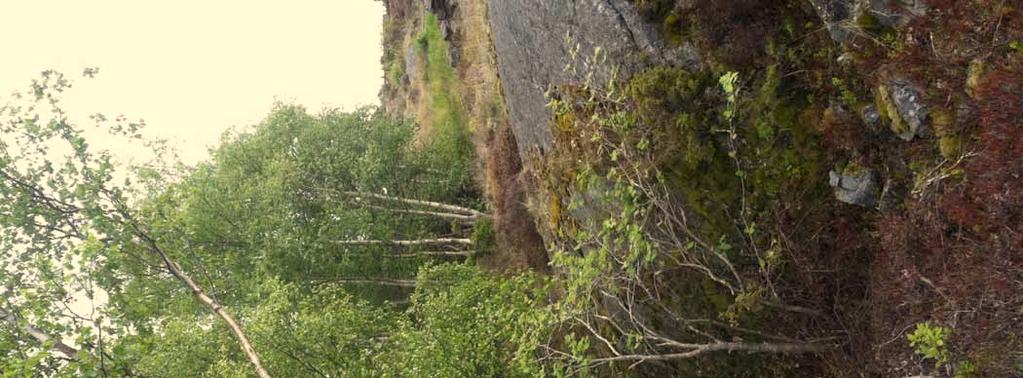 Naturvärdes- och salamanderinventering