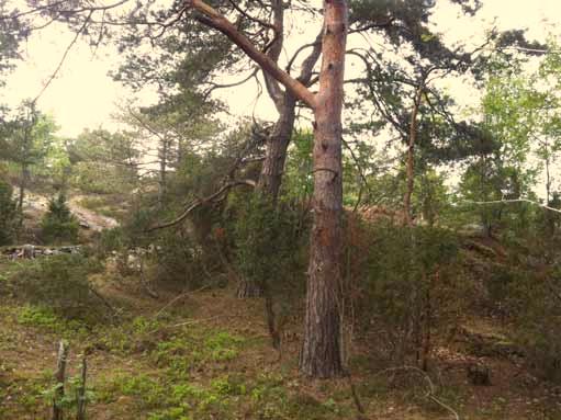 Naturvärdesområde 2 Naturtyp: äldre gles tallskog med damm och öppen hällmark Naturvärdesklass: III allmänna naturvärden Värdearter och värdestrukturer: småvatten, gles tallskog, äldre tallar Glest