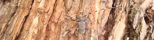 Flera av tallarna är låga och knotiga och på de döda träden finns gnagspår av flera olika skalbaggar som timmerman, barrträdlöpare, större märgborre, tallvivel.