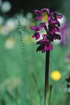 Erfarenheter från den gotländska växtplatsen visar att arten blommar och sätter frö i maj för att sedan vissna bort och helt försvinna under juni.