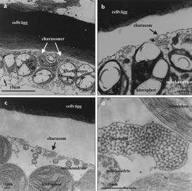 Salinity 0.3%. Figur 4a, b. Elektronmikroskopfotografier av rödsträfse från sjön Testen, cirka 20 km öster om Uppsala, insamlad 1998-09-15 och odlade två år i akvarier med sediment från växtplatsen.
