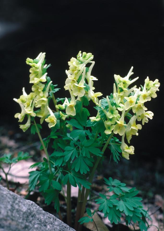 Svensk Botanisk Tidskrift 96(2): 65 128 (2002) ISSN 0039-646X, Uppsala 2002 INNEHÅLL 65 Ordföranden har ordet: Stärk skyddet för småsvalting!