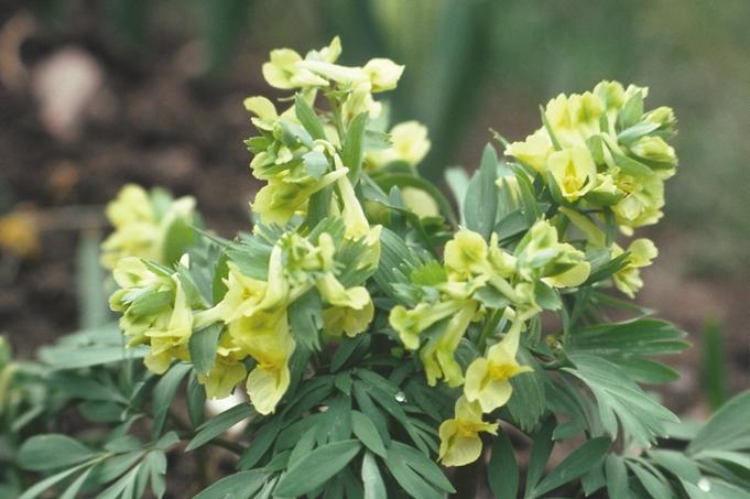 Kanariegul nunneört Corydalis bracteata. Upl Stockholm, Bergianska trädgården. Foto Lena Gårder. Nyheter i den svenska kärlväxtfloran 1.