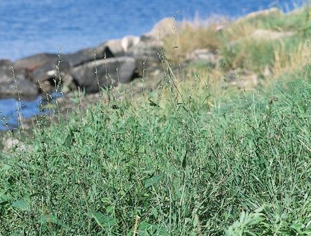 KÄRLVÄXTNYHETER S. xsepulcralis), men i ren form representeras den i Norden bara av följande sort. Salix babylonica Tortuosa, trollpil.