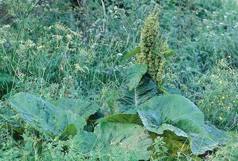 KARLSSON Alpskräppa Rumex alpinus. Sk Osby: 650 m VNV Bökeberg. Foto Åke Svensson 2001. Chenopodium pilcomayense får här namnet pilcomayomålla; den är beskriven från Pilcomayo i Argentina.