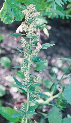 KÄRLVÄXTNYHETER Mjölmålla Chenopodium quinoa. Bl Sölvesborg, odlat exemplar. Foto Bengt Nilsson 2001. Amaranthus capensis Thell. med underarten ssp. uncinatus (Thell.) Brenan tillfogas.