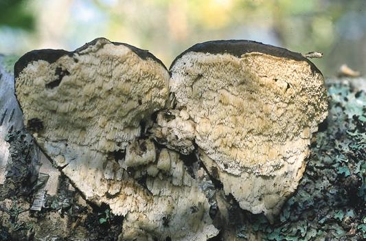 Fruktkropp av Junghuhnia pseudozilingiana (coll. Eriksson 2001). Här växer den på döda fruktkroppar av svart eldticka Phellinus nigricans.