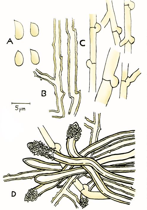JUNGHUHNIA Mikroskopiska detaljer av Junghuhnia pseudozilingiana (coll. Eriksson 2001). A. Sporer, B. skeletthyfer, C. generativa hyfer och D. cystider (inkrusterade).