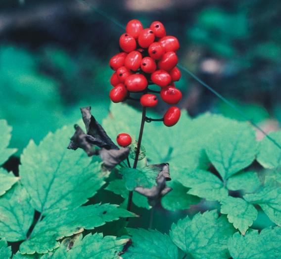 LARSSON Röd trolldruva Actaea erythrocarpaa, som tidigare endast var känd från dryga dussinet lokaler i Norrbotten, är nu registrerad från mer än 80 rutor. Foto: Eivor Lundström.