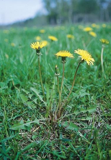 OGRÄSMASKROSOR i nutiden fått en omfattande spridning. Ett exempel är uddmaskrosen Taraxacum tumentilobum som i stora delar av landet är en av de allra vanligaste maskrosorna.