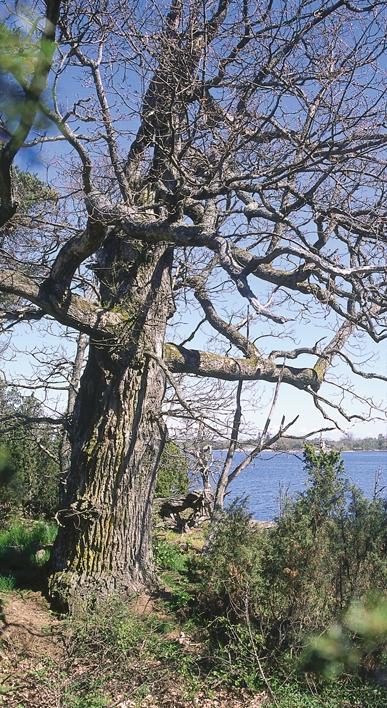 Jätteeken på Horvelsö i S:t Anna skärgård hyser ett flertal sällsynta eklavar som ekspik, gammelekslav, grå skärelav och gul dropplav.