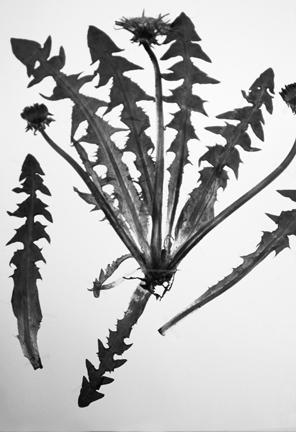 RYDBERG Beskrivning av sex vanliga ogräsmaskrosor Taraxacum alatum Lindb. fil. VINGMASKROS Vingmaskrosen är i sina typiska former mycket lätt att känna igen (figur 4).