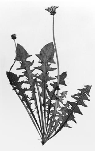 OGRÄSMASKROSOR Figur 9. Hjulmaskros Taraxacum tenebricans. Eks gård, Frustuna-Kattnäs sn, Sdm 6.6.1987, kulturmark. Leg. Hans Rydberg. Citerad litteratur Ahlner, S. 1932. Gävletraktens Taraxacumflora.