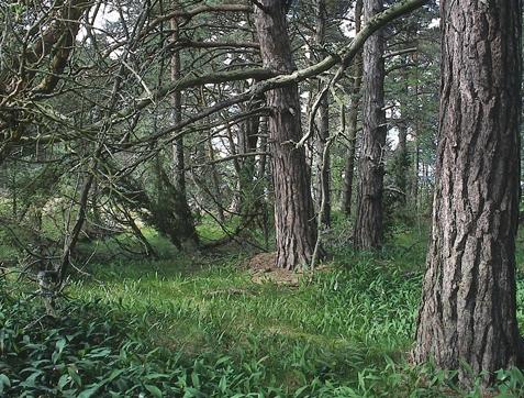 ÖSTERGÖTLANDS SKÄRGÅRD Tallskog på Stenskär.