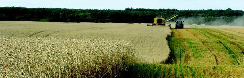 Tabell 2 Höstvete, L9-1050 Strategi mot Septoria tritici, skörd och merskörd.