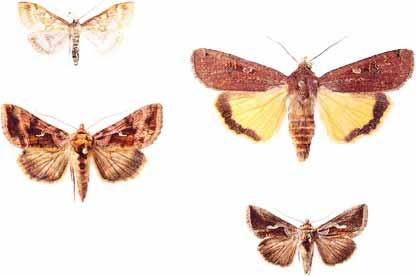 c-nigrum Stor dagsvärmare Marcoglossum stellatarum Maj sm o