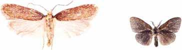 Allmänt bandfly Noctua pronuba Violettrött metallfly