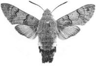 2029 - Eupithecia trisignaria: 2 ex 31/7 Egilsvik. Enstaka och tämligen sällsynt (LJRS). 2044 - Eupithecia millefoliata: I år har inga imago fynd gjorts inom området.