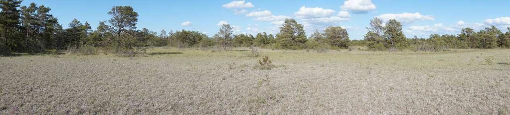 Frågeställning 2: Väljer fjärilshonan ängsväddsblad som har varmare temperaturer under bladet även över tid? Hypotes: Medeltemperaturen är varmare under utvalt ängsväddsblad.