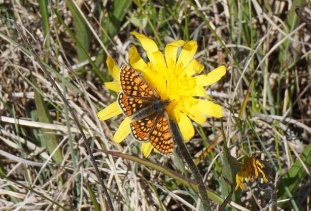 INTRODUKTION Väddnätfjäril (Euphydryas aurinia) Väddnätfjärilen Euphydryas aurinia, är en dagfjäril, närmare bestämt en nätfjäril med typisk teckning, vilket innebär ett mörkare teckningsmönster som
