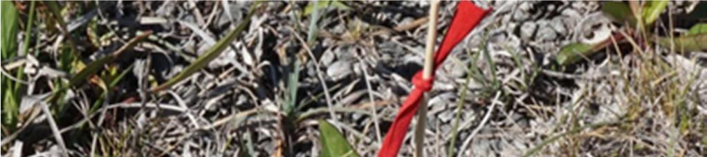 Har tillväten inte stannat kan det bli problematiskt för äggruppen som kan lossna eller tvingas isär. På Gotland lägger honan aldrig ägg på ett blad som redan bär ägg (Eliasson et al. 2005). E.