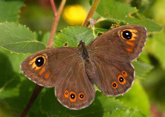 Fjärilar i odlingslandskapet BERG- OCH VITGRÄSFJÄRIL Berg- och vitgräsfjäril är mycket lika.