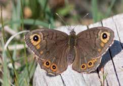 Foto: Hans Bister Med värdväxt menas den växt som fjärilarnas larver lever på. Alla vuxna fjärilar lever däremot av nektar från olika nektarproducerande växter.