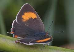 Foto: Peter Schmidt Eldsnabbvingens hona är mer distinkt färgad än hanen och har större orange fält på vingovansidan. Eldsnabbvingens vetenskapliga namn är Thecla betulae.