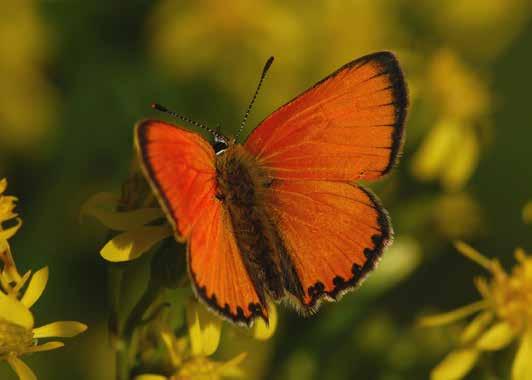 Fjärilar i odlingslandskapet GULDVINGE Vitfläckig guldvinge.. Gnistrande juveler Guldvinge - visst låter det vackert!