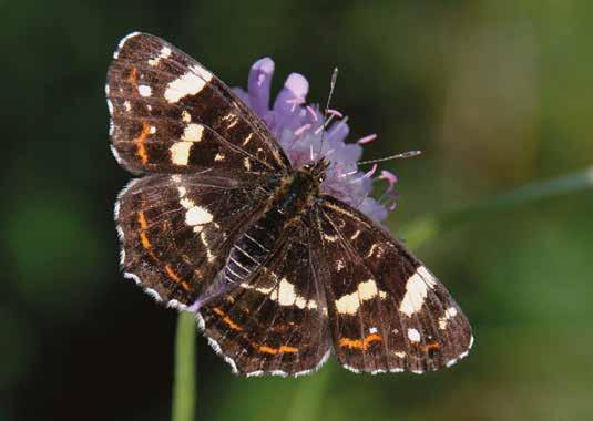 Idag är den en av Skånes vanligaste dagfjärilar och har spridit sig norrut till Göteborg i väster och Oskarshamn i öster.