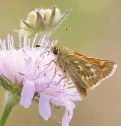 Extra stor nytta gör blomrika miljöer som är solexponerade och vindskyddade. Foto: Johan Wallander Silversmygaren har stora ljusa fläckar på vingarnas undersidor.