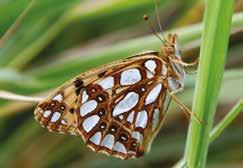 Fjärilar i odlingslandskapet PÄRLEMORFJÄRIL Storfläckig pärlemorfjäril solar gärna direkt på marken.