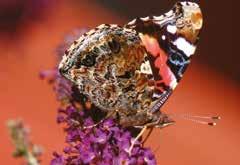 Fjärilar i odlingslandskapet AMIRAL En amiral suger nektar i en blommande syrenbuddleja.