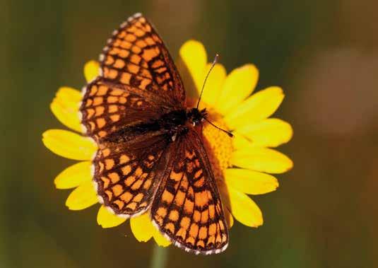 Skogsnätfjärilens vetenskapliga namn är Melitaea athalia. Liten glidflygare Nätfjärilarna känns igen på det nätlika rutmönstret på vingarnas över och undersidor.