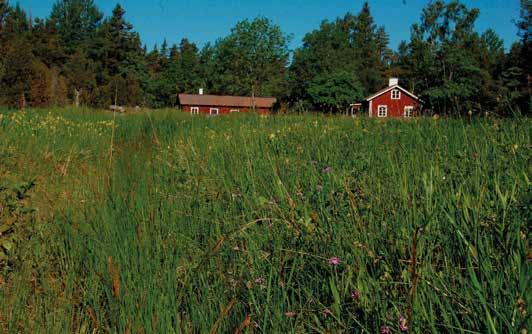 få se den minimal. En del arter av pärlemorfjäril kan likna skogsnätfjärilen, men de har till skillnad från skogsnätfjärilen alltid prickar i några av cellerna på ovansidan av vingen.